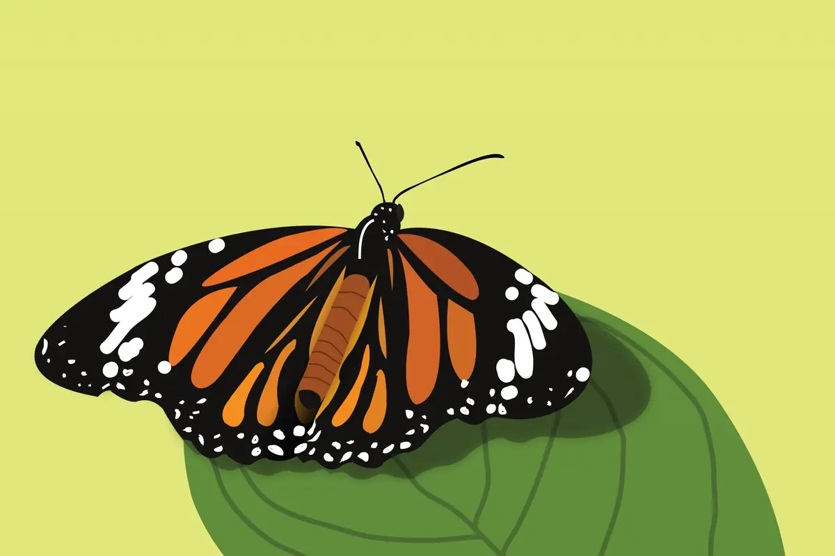 butterfly